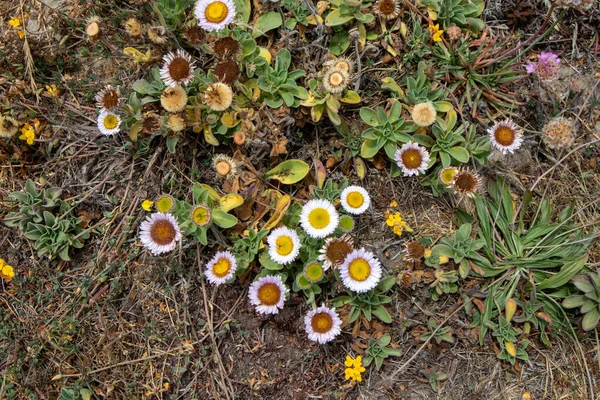 California Coastal Wildflowers Fiori Che Sbocciano Sulla Costa Dell Oceano — Foto Stock