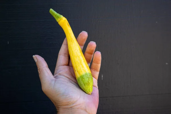 Mão Segurando Uma Abóbora Zephyr Jardim Que Meio Amarelo Meio — Fotografia de Stock