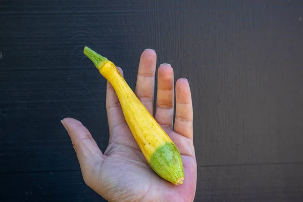 Mão Segurando Uma Abóbora Zephyr Jardim Que Meio Amarelo Meio — Fotografia de Stock