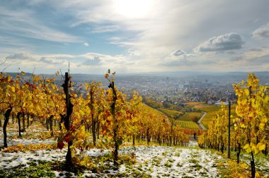 vineyard hills görünümden Almanya sonbahar manzara