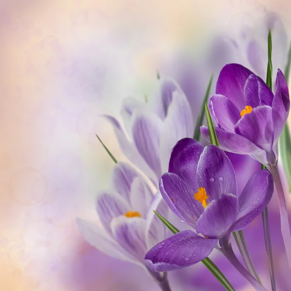 Spring flowers collage with crocuses