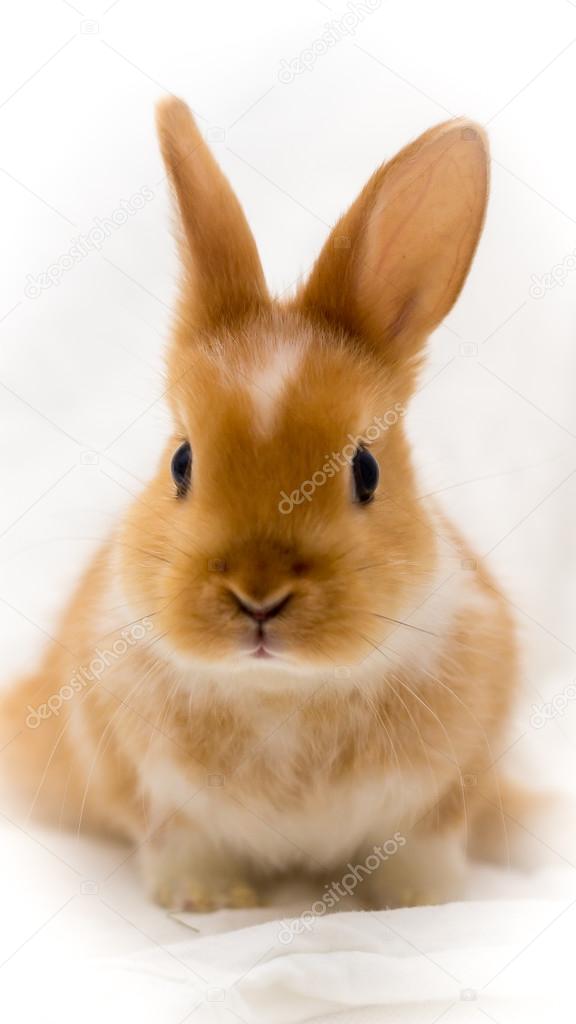 Small Cute Rabbit Stock Photo Image By C Polacekpeto Small Cute Rabbit Stock Photo Image By C Polacekpeto