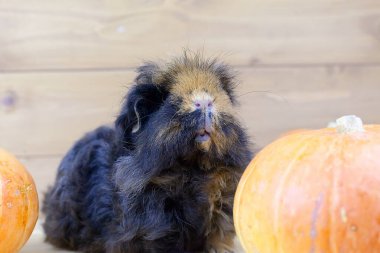 A guinea pig is sitting near a pumpkin clipart