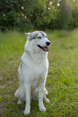 Sibirya Husky 'si Parktaki yeşil çimlerde oturuyor.