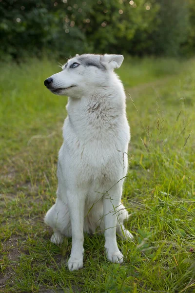 Beautiful Siberian Husky Park — Stock Photo, Image