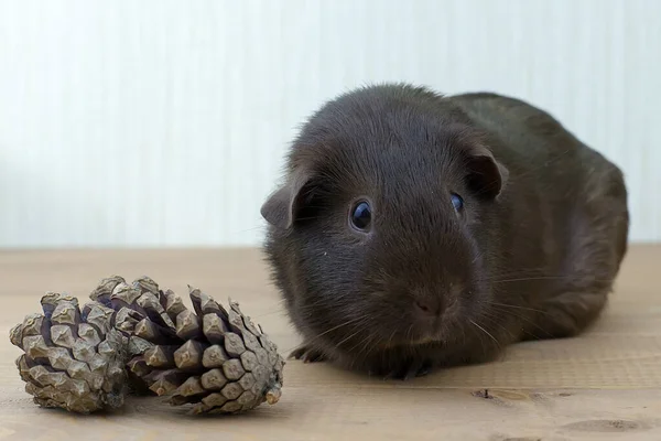 Neugieriges Meerschweinchen Mit Rosetten — Stockfoto