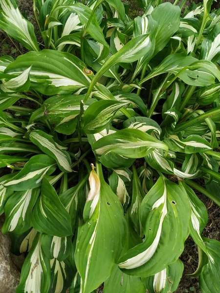 Згорніть Свіже Зелене Листя Білими Смугами Рослини Hosta Patriot Ботанічний — стокове фото