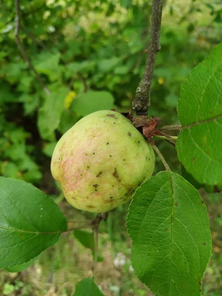 Зеленые яблоки на ветке, готовые к уборке, под открытым солнцем после дождя. Дефокус. — стоковое фото