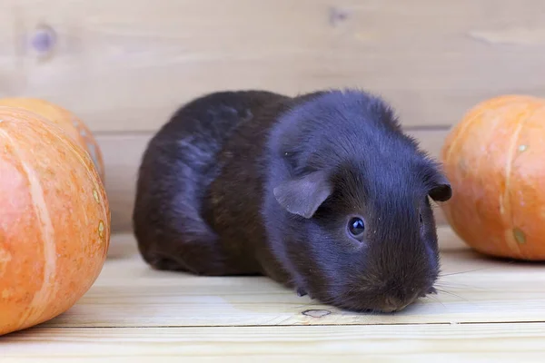 Ein Schokoladenfarbenes Meerschweinchen Sitzt Auf Einem Tisch Neben Orangefarbenen Kürbissen — Stockfoto