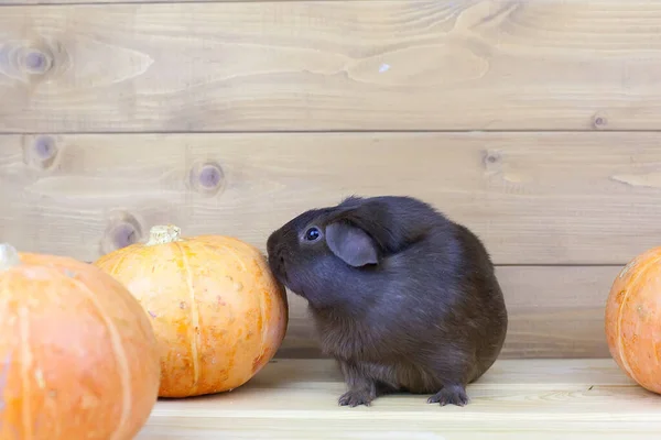 Porco Guiné Cor Chocolate Senta Uma Mesa Perto Abóboras Laranja — Fotografia de Stock