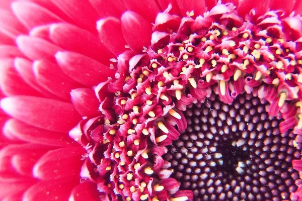Розовые Лепестки Цветов Макрос Цветке Красивый Абстрактный Фон — стоковое фото