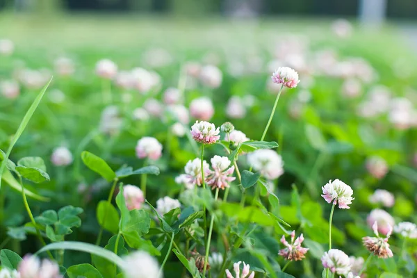 Weißklee Blüht Gras Trifolium Repens — Stockfoto