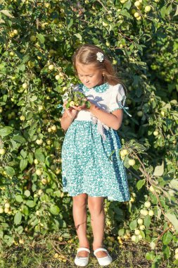 Ağaçtan elma toplayan küçük bir kız, hava güneşli.