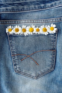 Kotun cebinde papatya çayı. Stüdyo makro çekim