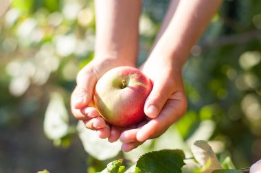 Bahçede elmalı bir çocuk. Seçici odaklanma. Doğa