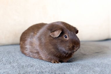 Kırmızı kobay portresi. Kapat..