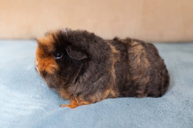 Gine domuzu roseti, genç kobay, arka planda yakın plan görüntüsü