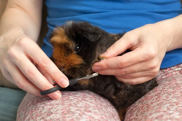 Long un trimmed guinea pig claws on front paw. Maintaining and caring for guinea pigs at home