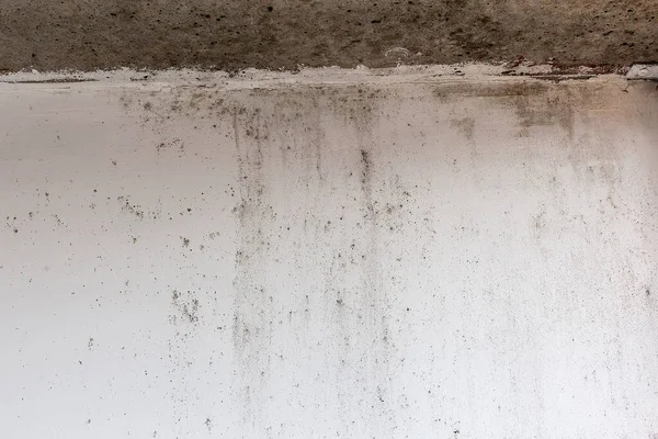 white wall with black mold. dangerous fungus that needs to be destroyed. It spoils look of house and is very harmful parasite for human health