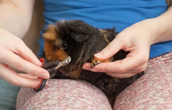 Tengerimalacok Metsző Karmai Otthon Egy Karom Rögzítése Tengerimalac Első Mancsára — Stock Fotó