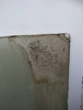 Su hasarlı alçı taşı tavanı.