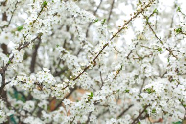Baharda çiçek açan elma bahçesi. Güzellik dünyası.