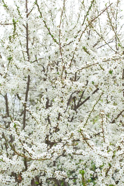 Cerezo Blanco Flor Fotografía Natural Cerca Tema Primavera — Foto de Stock