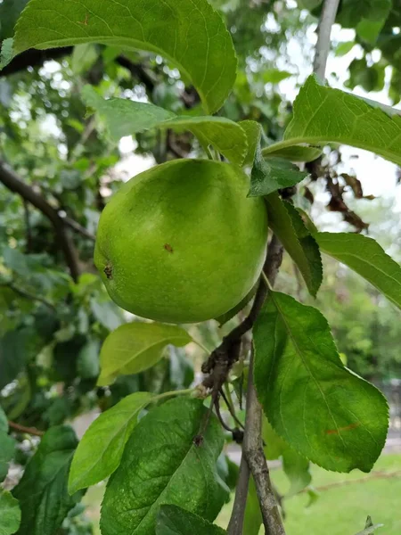 Mela Verde Fresca Deliziosa Ramo Albero — Foto Stock