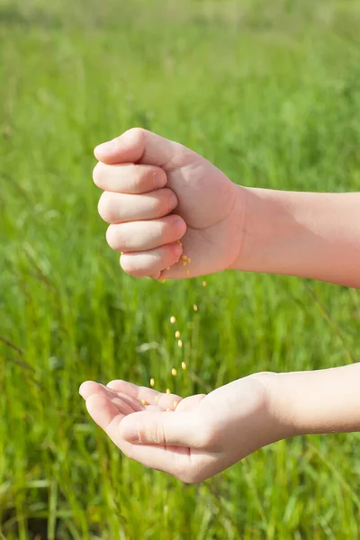 Sämann reicht Weizensamen aufs Feld. — Stockfoto