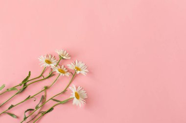 Pembe arka planda beyaz papatya çiçekli bir kafa. Kopya alanı ile bahar hassasiyeti bileşimi.