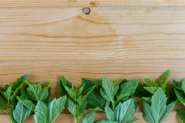 Fresca Hierba Verde Primavera Sobre Fondo Valla Madera — Foto de Stock