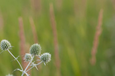 Celandine bitkisi tarlada ve ormanda yetişiyor.