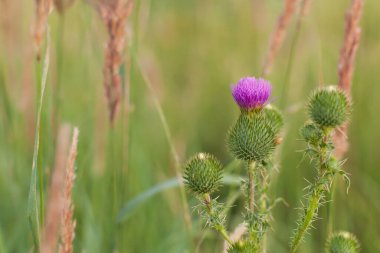 Celandine bitkisi tarlada ve ormanda yetişiyor.