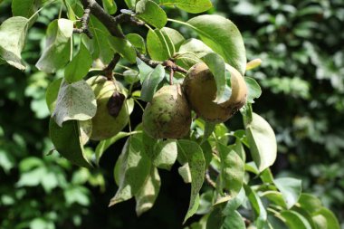 Armut dalında çürük bir armut. Bozuk gıda ürünü.