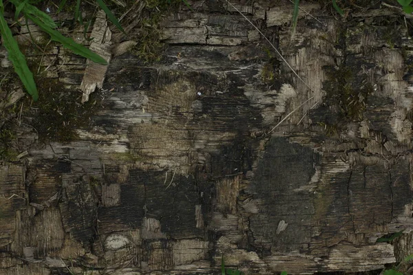 树皮在苔藓中的特写 木制质感 多年生橡树 — 图库照片