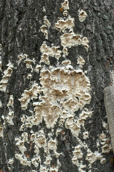 Closeup Tree Mushrooms Old Tree Trunk — Stock Photo, Image