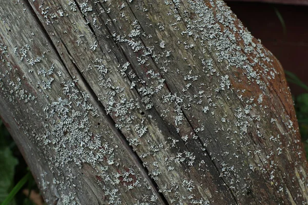 Closeup Tree Mushrooms Old Tree Trunk — Stock Photo, Image