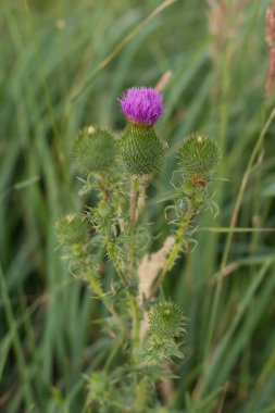 Dikenli devedikeni tarlada pembe çiçekler