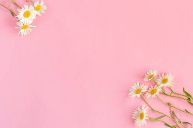 Güzel beyaz bir papatya, soluk pembe arka planda papatya çiçekleri. Tatil, düğün, doğum günü, yıldönümü konsepti. Düz konum, üst görünüm kopyalama alanı. Asgari konsept.