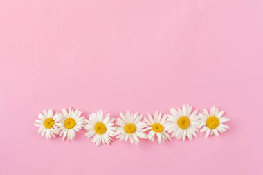 Papatya sınırında pembe arka planda fotokopi alanı var. Düz tabaka, üst görünüm.