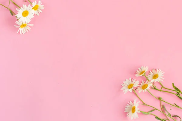 Una Hermosa Manzanilla Blanca Flores Margarita Sobre Fondo Rosa Pálido Imagen de stock