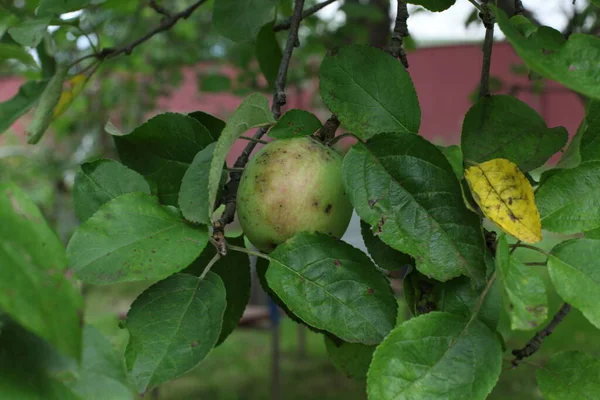 Una Manzana Verde Fresca Deliciosa Una Rama Árbol Día Verano — Foto de Stock