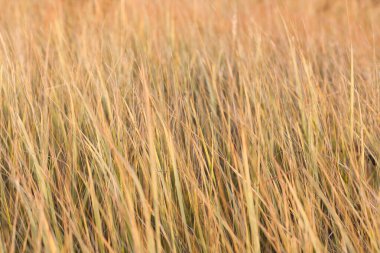 Dikenli bir tarla, güneşli bir sonbahar gününde kuru otlar. Seçici odak.