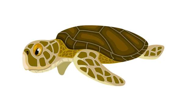 Cartoon isolated sea turtle — Stock Vector