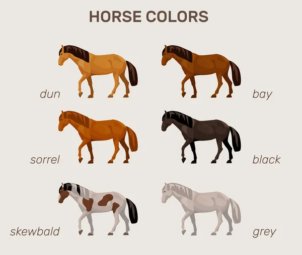 Infográfico com cores principais do cavalo — Vetor de Stock