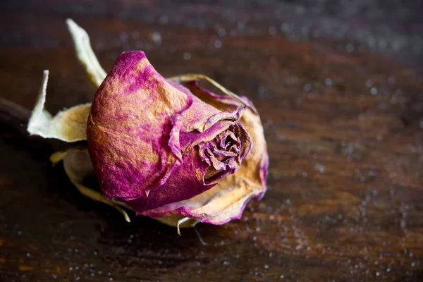 Rosa seca — Foto de Stock