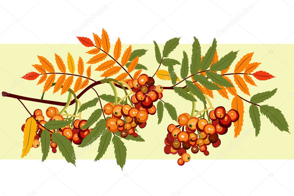 Beautiful seasonal vector drawing of autumn rowan berries - stock illustration.