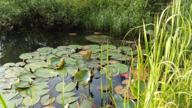 Nilüferli eski bir gölet