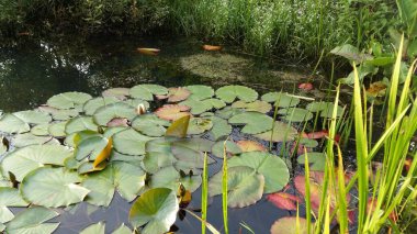 Nilüferli eski bir gölet