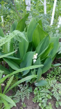 Bahar çiçekleri vadideki zambak
